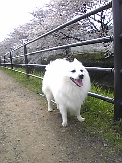 09.04.05 東川桜２.jpg