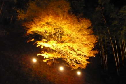 京都嵐山 トロッコ列車と紅葉のライトアップ Kinakoのお花は元気のビタミンブログ 誕生花は幸運の花 楽天ブログ