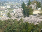 燃咲桜