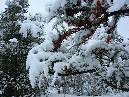 花にも雪てんこもり.JPG