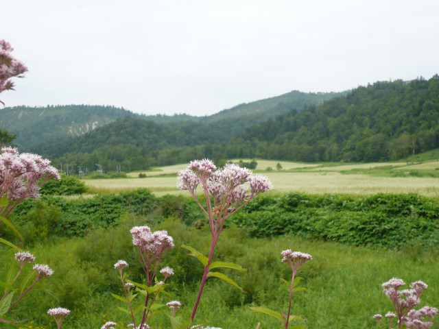 北海道ツーリング　士別蕎麦畑2.jpg