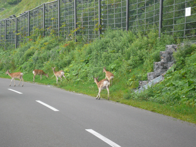 北海道ツーリング 鹿出没.jpg