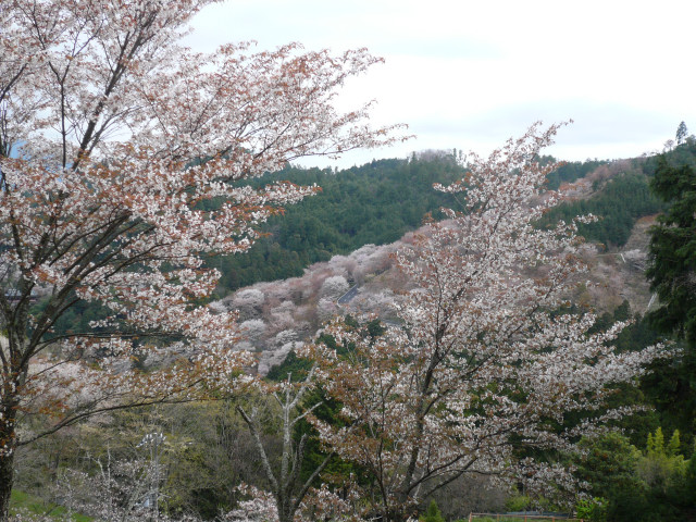 吉野山1.jpg
