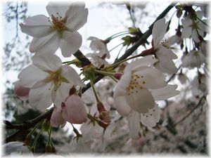 宮島　桜.jpg