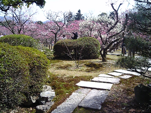 梅花園2