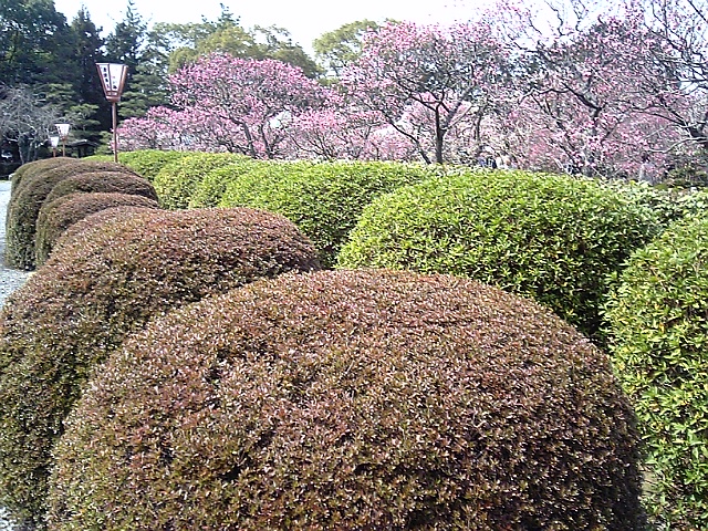 梅花園3