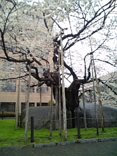 11’4’27：石割桜（敷地内で）.jpg