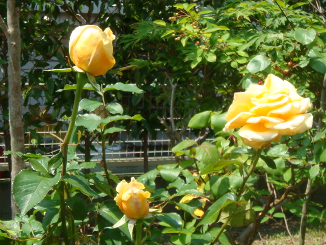 DSC03268.JPG