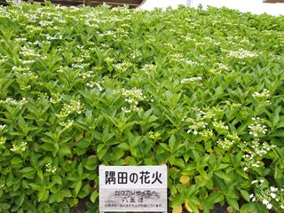 墨田の花火１