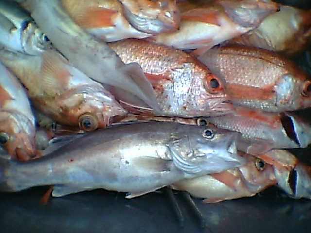 珍しくアラが釣れました