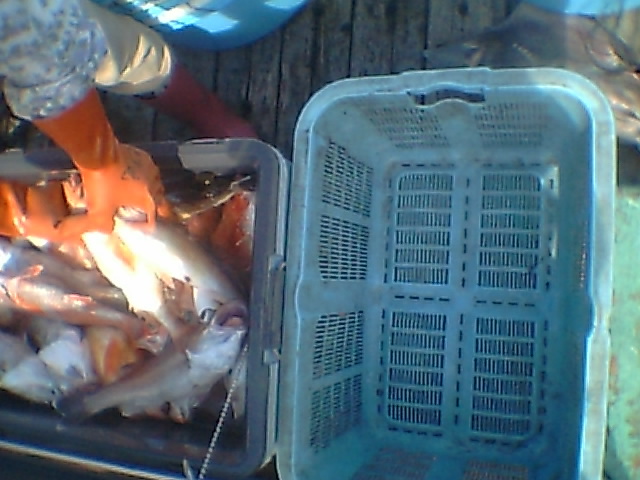 アイスボックス満載の大漁