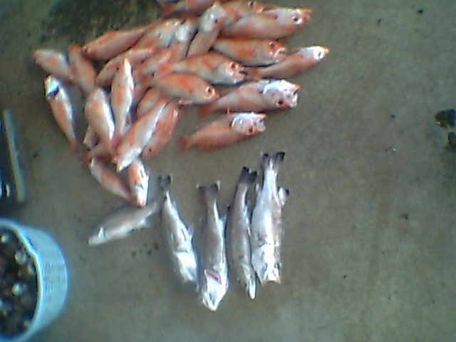 小アラ５匹つれました