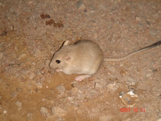 mouse