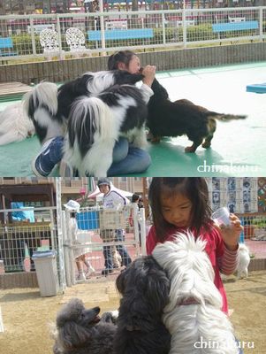 china犬.jpg