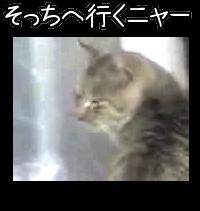 そっちへ行くニャー