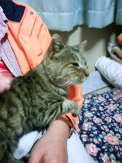 トラとリラック(過去の動画を、ご覧頂けます♪)