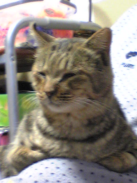 じっとしているニャー