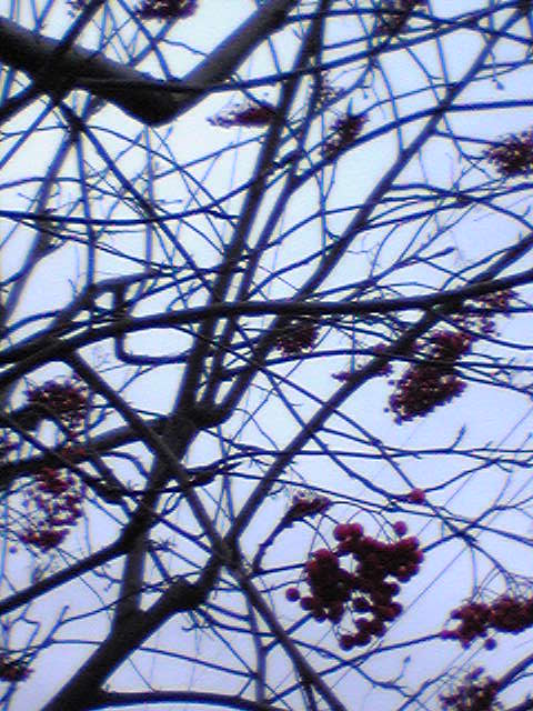 裏通りのナナカマド