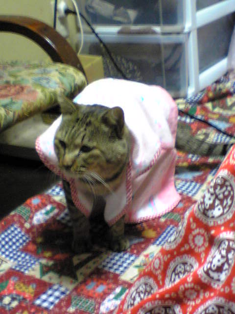 服を着たニャー3