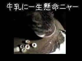 牛乳に一生懸命ニャー