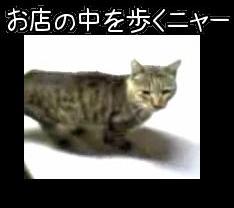 お店の中を歩くニャー（サムネイル）