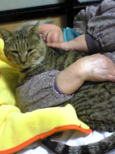 湯たんぽ状態のトラ