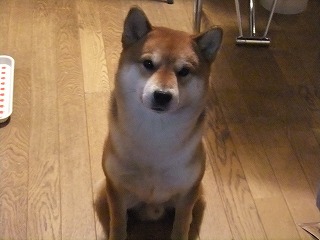 ツナ・・１・１０