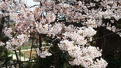 桜・４・４