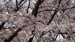 桜・４・４