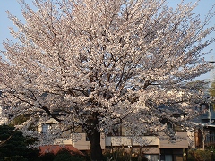 桜４・６