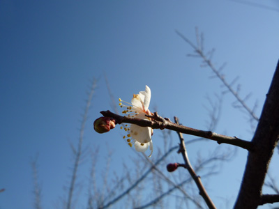 梅の花