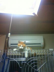 涼しくて高い所