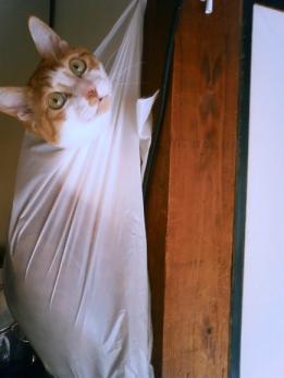 助けて下さい・・・