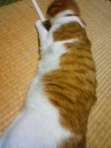 長いモノが好き