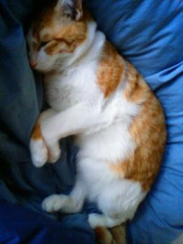 フカフカの上だと丸くなる