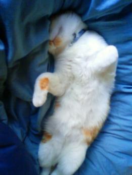 たまに伸びるみたい