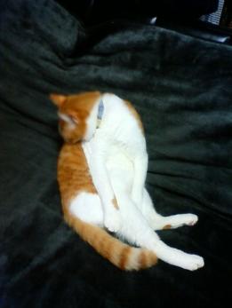 ひたすら毛繕い