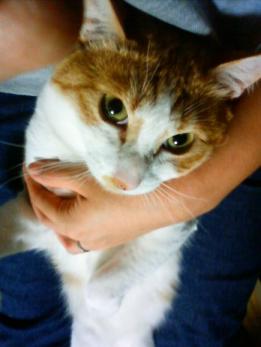 無理やり抱っこ