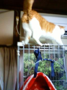 ゲージをよじ登って