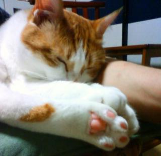 タロウの椅子を占領して