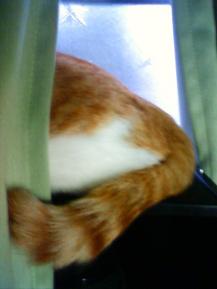 こそこそ隠れて