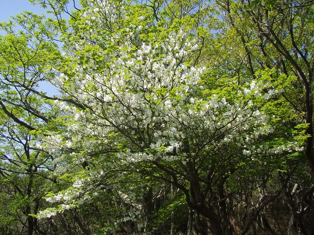 鈴鹿のシロヤシオは小振りですネ☆