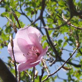 アカヤシオちゃんズーム