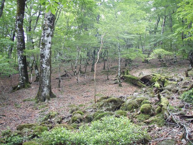 凄い綺麗な森