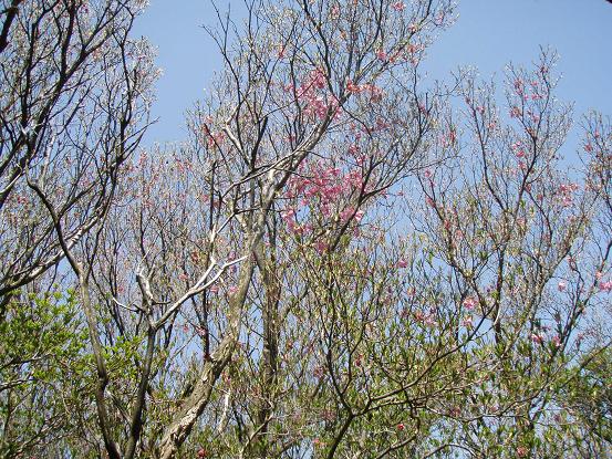 アカヤシオの残骸