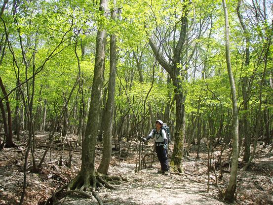二次林を歩く
