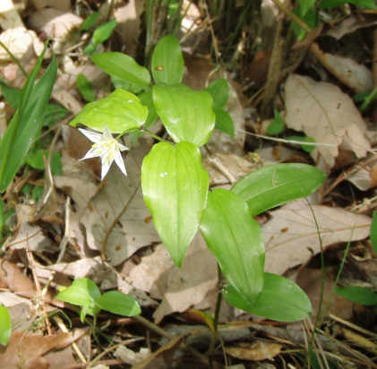 チゴユリちゃん発見♪