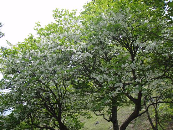 奥峰のシロヤシロ