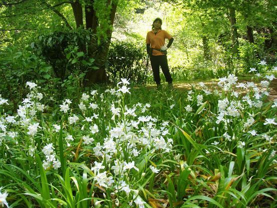 シャガがいっぱい～