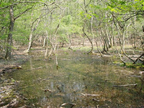 池？沼？ヌタ場？